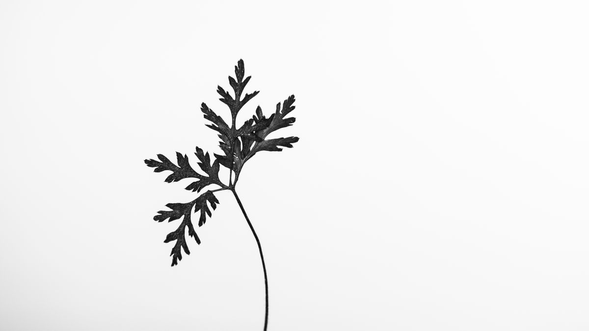 Artistic black and white photo of a single leaf silhouette against a white background.