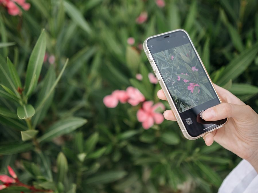 A hand holding a smartphone capturing pink flowers amidst green foliage.