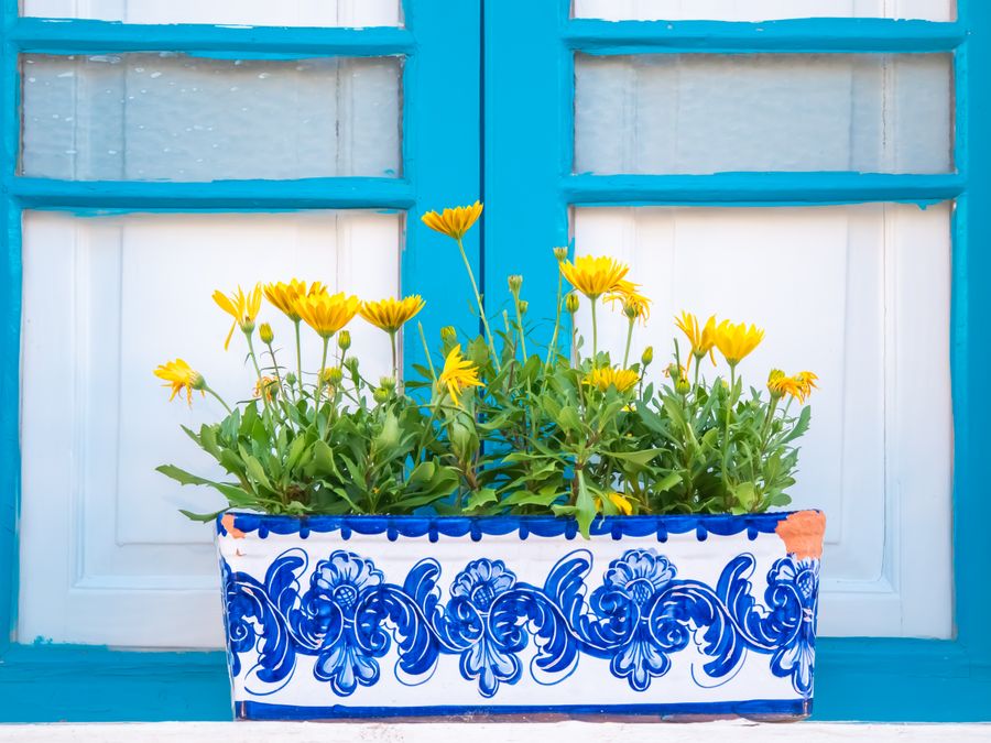 Colorful daisies in a decorative planter against a bright turquoise window backdrop.