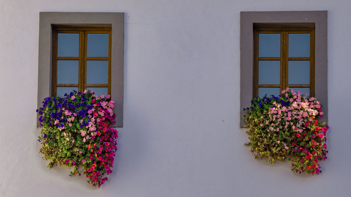 Two windows with vibrant flower boxes on a white facade, creating a charming and colorful exterior.