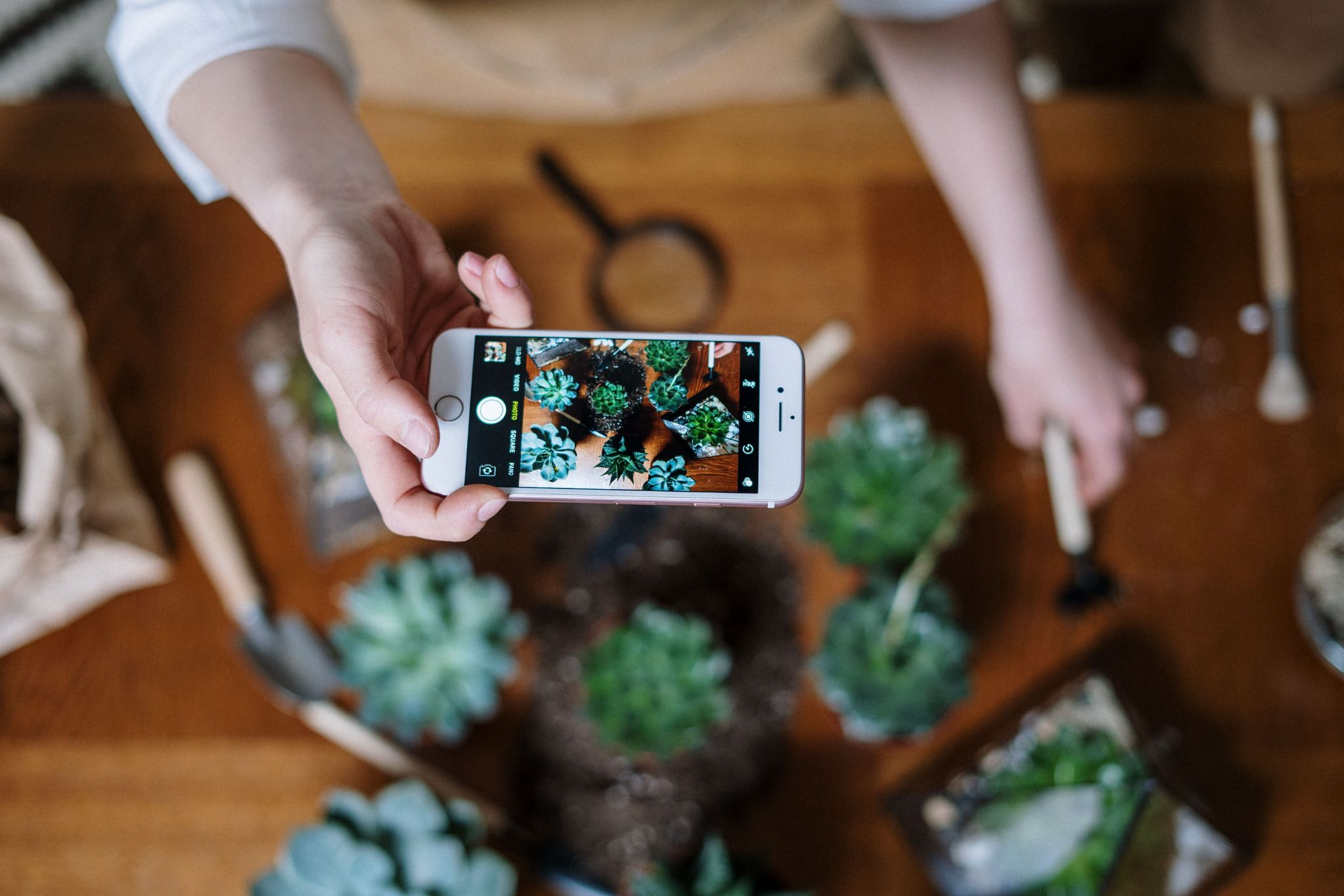 Biology content creator photographing succulents with a smartphone for an educational social media post